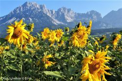 Sonnenblumen Kaisergebirge